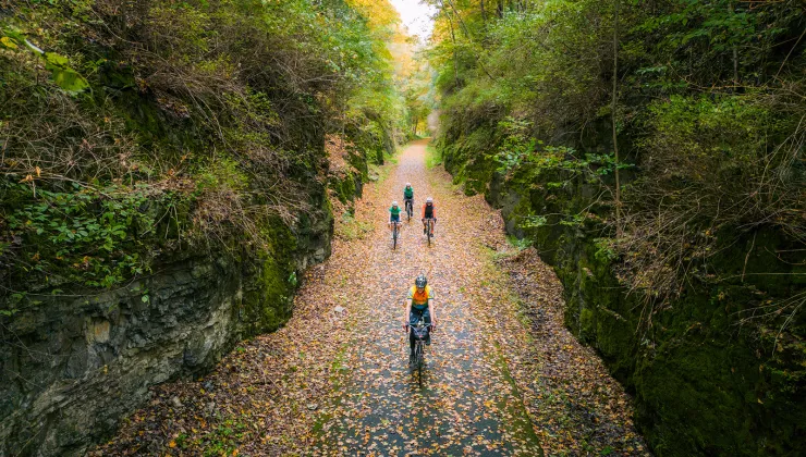 Four bikers on a road full of leaves and surrounded by forest