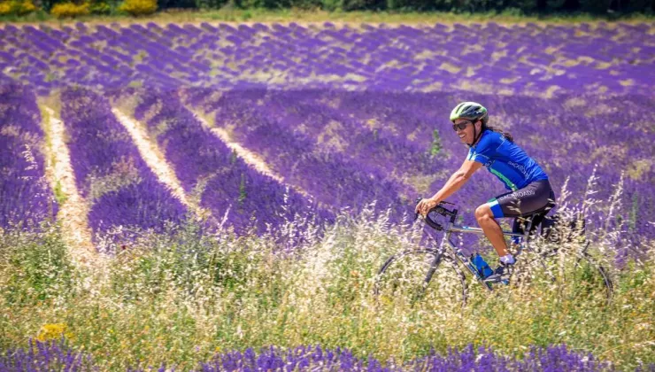 Man biking on a road with fields of lavender flowers surrounding him
