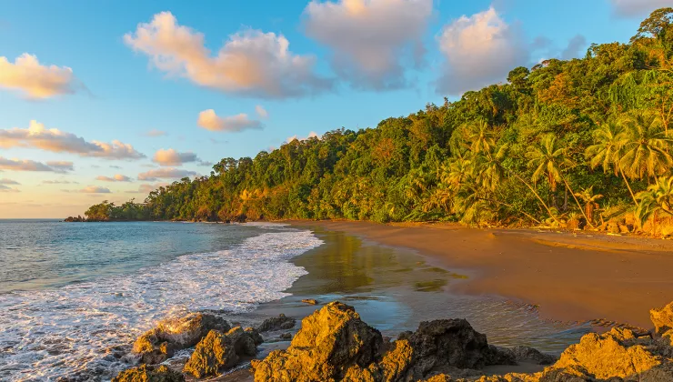 Beach surrounded by palm trees and a larger forest