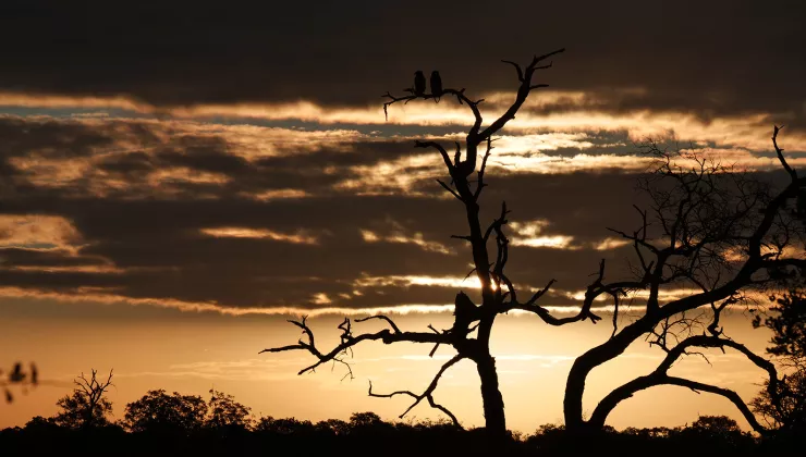 Dried tree silhouette with the sunset