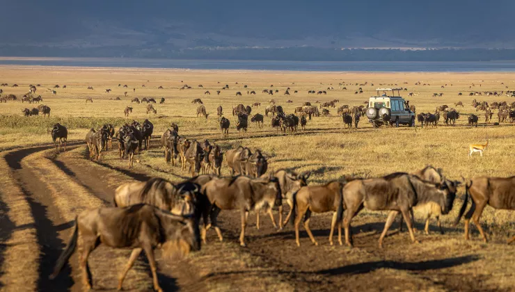 Herd of goats along a dirt path with a truck in the distance