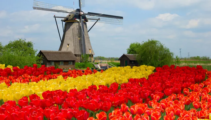 Windmill the in center of a field of red and yellow flowers