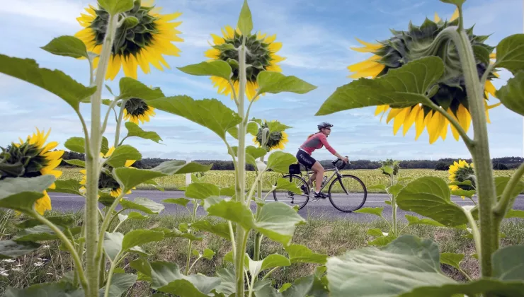 Person biking with a field of sunflowers surrounding them