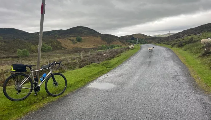 Bike leaning on a wooden post next to a road, with two lambs walking across