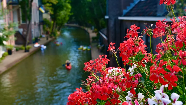 Red flowers on top of a river with people on kayaks paddling through