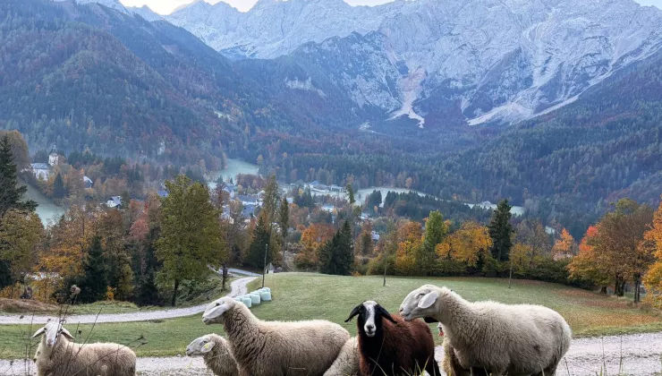Herd of sheep walking on grass with large mountains in the distance