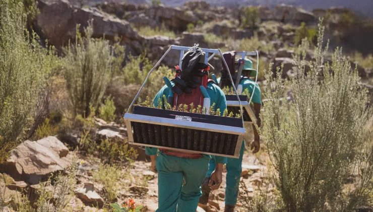 Two people walking with garden planters on their backs