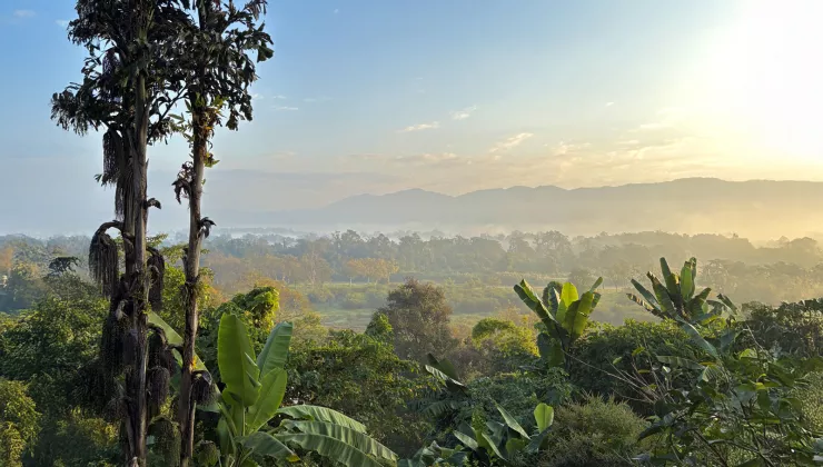 Jungle top view with mountains in the distance