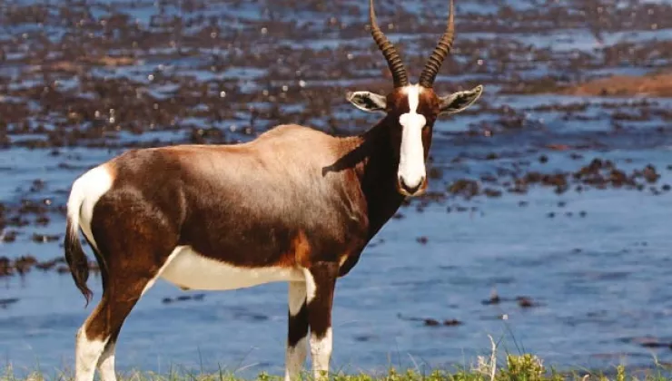 South African Antelope