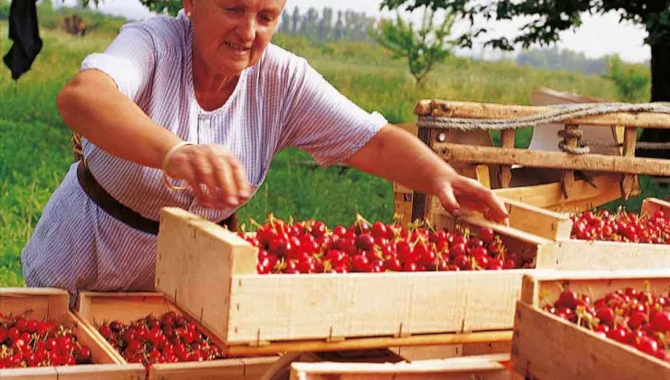Farmer stacking crates of cherries in Puglia (Apulia) Italy