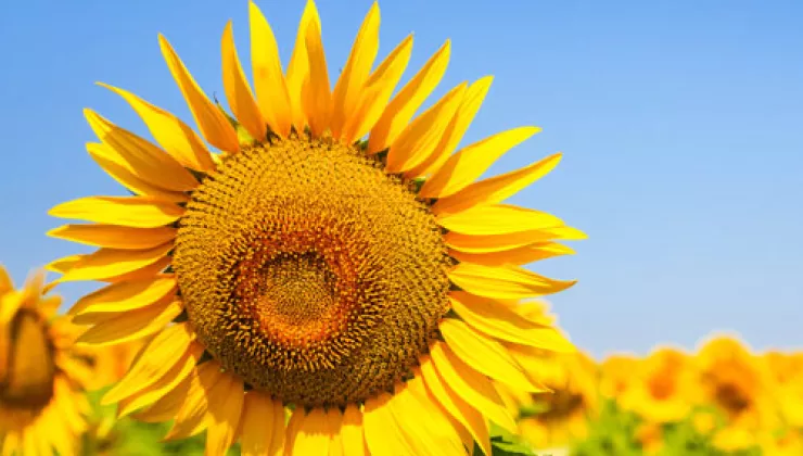 Sunflower in Tuscany