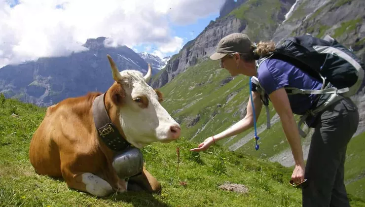 Cow with bell while hiking in the Swiss Alps