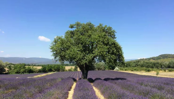 lavender field in provence france