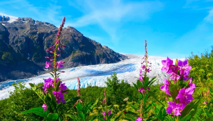 Glacier and wildflowers in Alaska