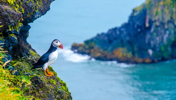 Puffin on a cliff ledge