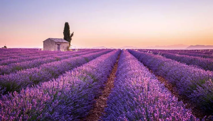 Lavender in Provence