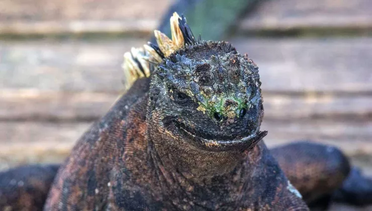 Close-up of an Iguana's Face