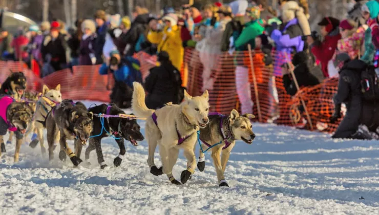 Dogsled Race in Alaska