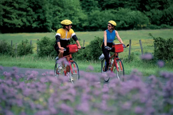 Two cyclists riding through lavendar