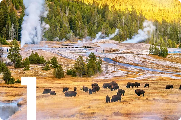 Buffalo in Yellowstone field 