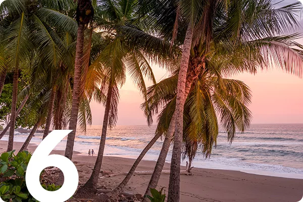 text:6; image: palm trees in front of a beach sunset