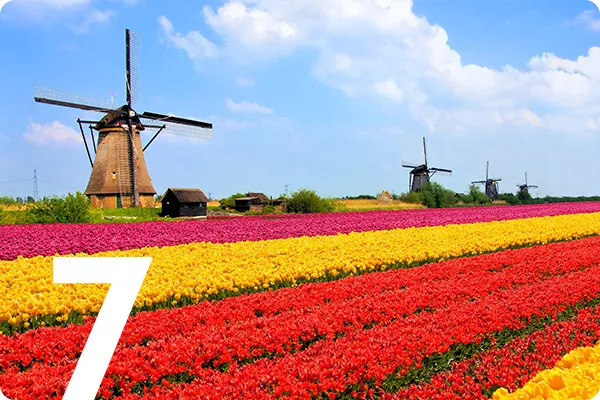 text:7, image: tulip fields with a windmill in the back