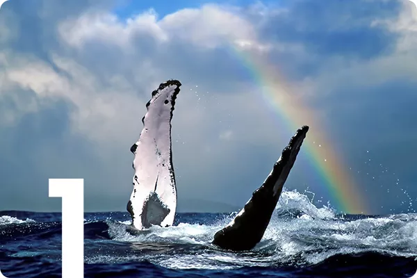 text:1; image: Whale fins sticking out of water in front of a rainbow