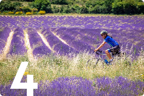 text:4; image: a bicyclist rides through lavender fields