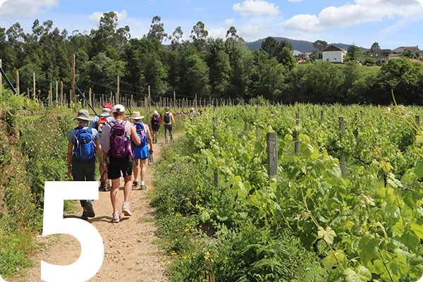 A group of people walk through a vineyard