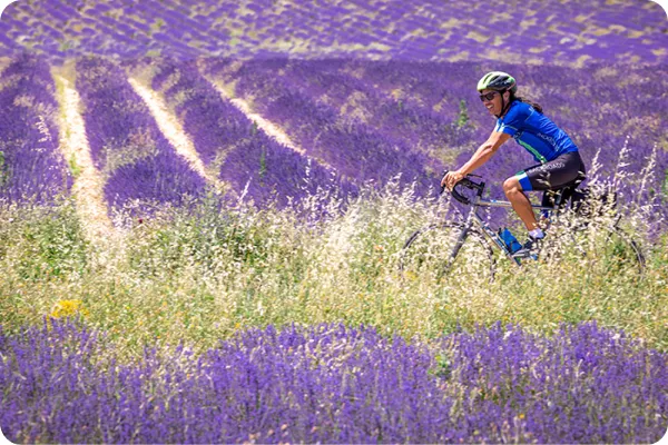 cyclist riding by a lavender field