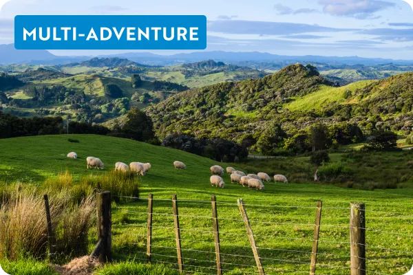 Sheep grazing on a pasture