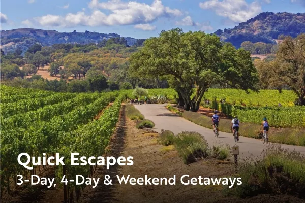 Cyclists riding through vineyards