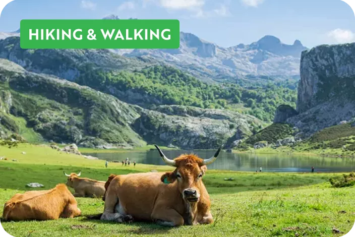 Two brown cows laying on the grass in a field