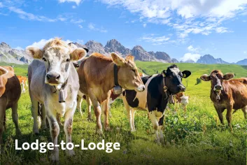 Cows grazing in a field