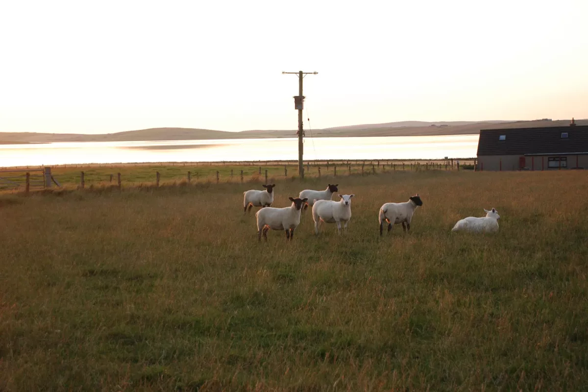 Herd of lambs in a field of grass, with a lake in the background