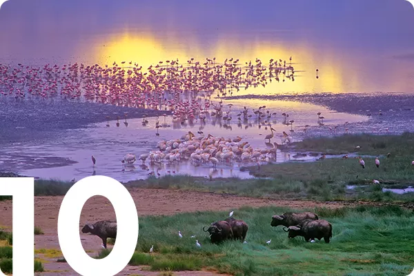 flamingos and buffalo grazing in a marsh at sunset, text overlay: 10
