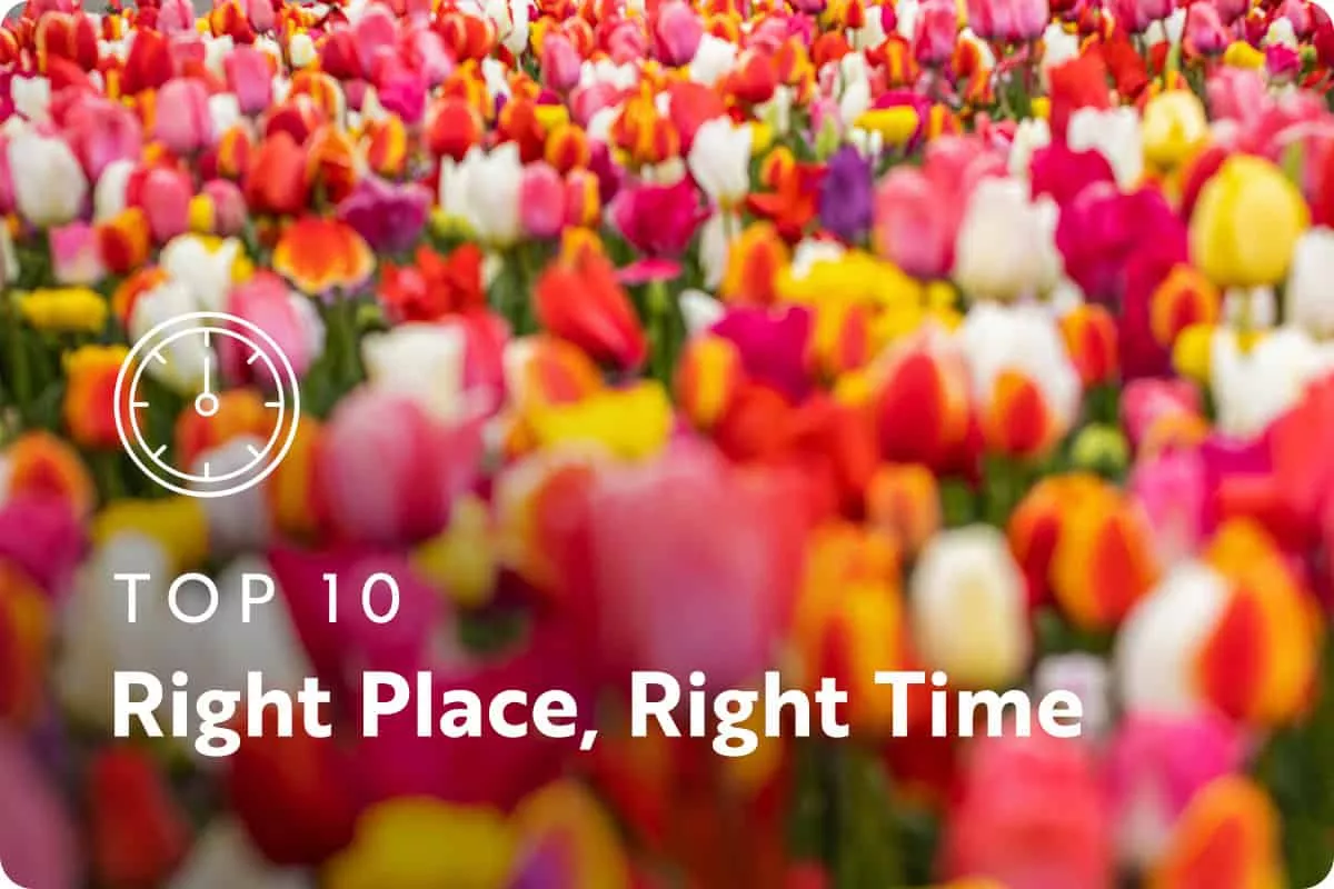 text: top 10 right place right time; image: tulips