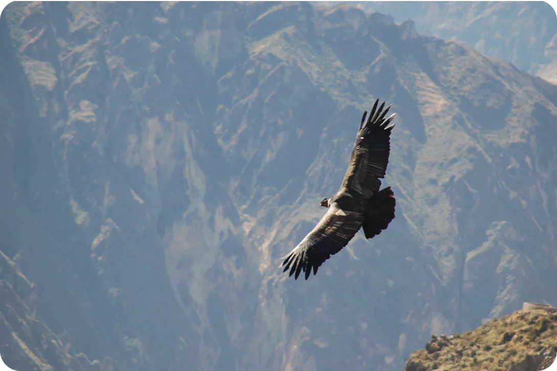 hawk circling in the air