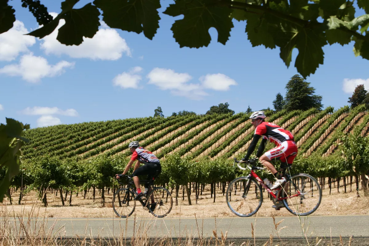 Two bikers cycling through vineyard