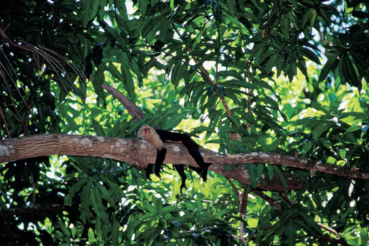 Sloth on a tree branch