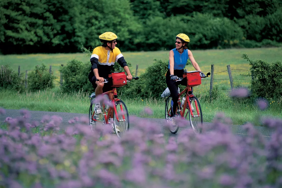 Two cyclists riding through lavendar
