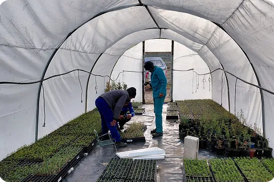 Greenhouse with two men standing in there, attending to plants