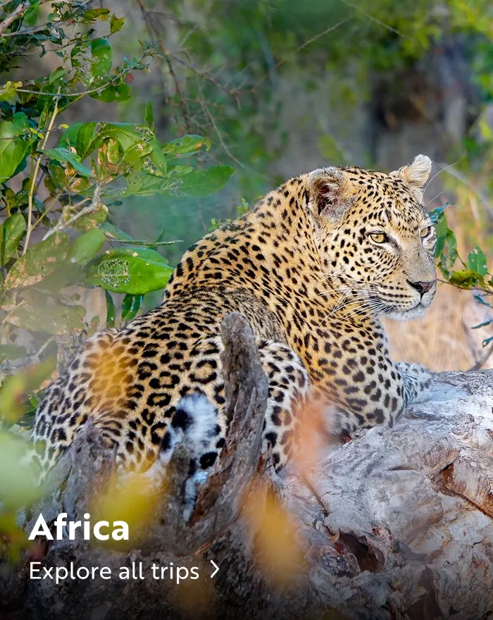 Cheetah sitting on a rock