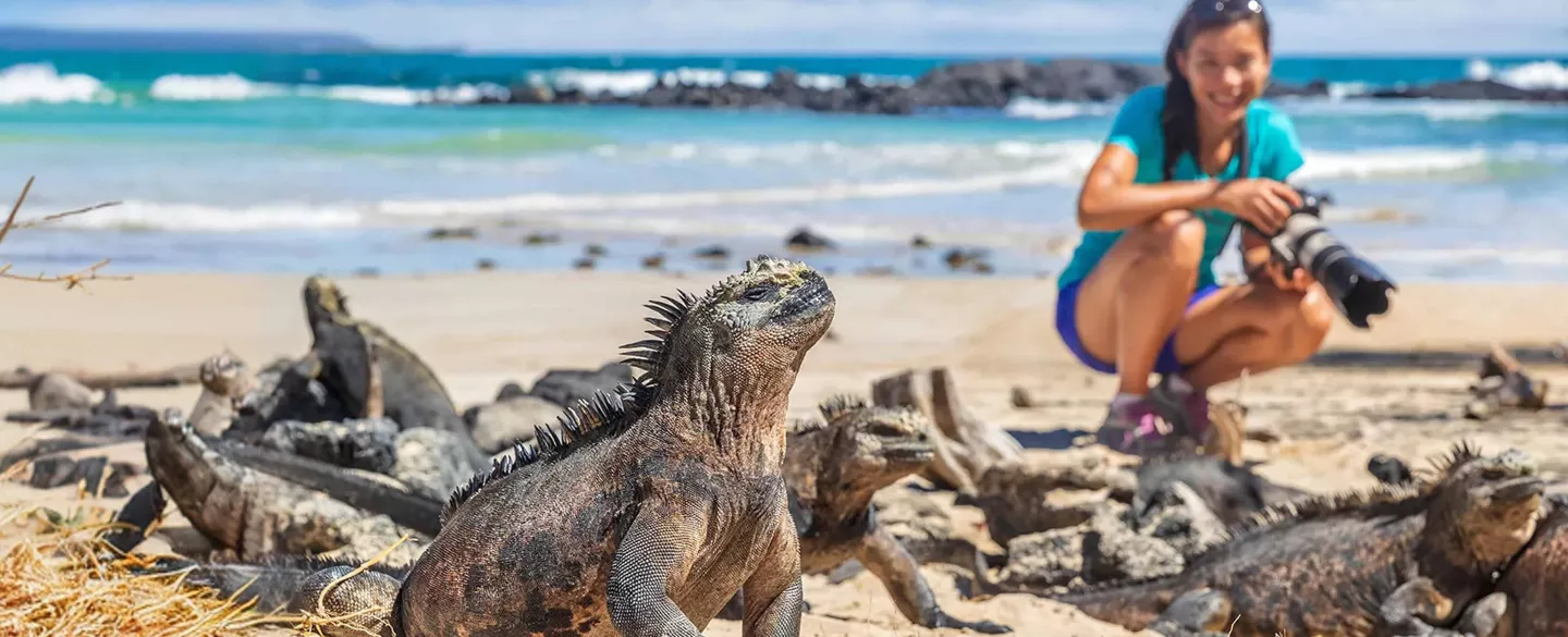 Woman taking photos of a large iguana on the beach
