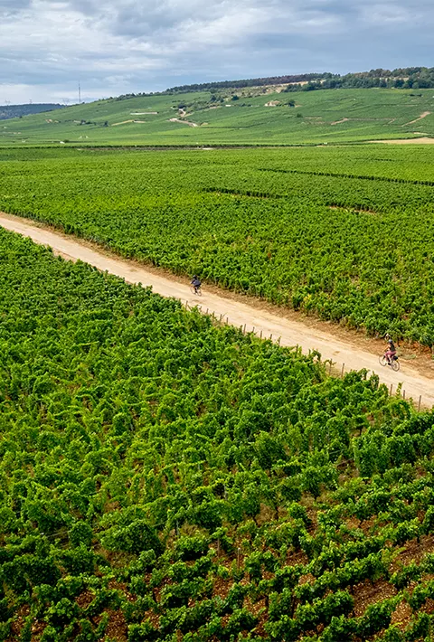 Backroads guest biking through vineyards