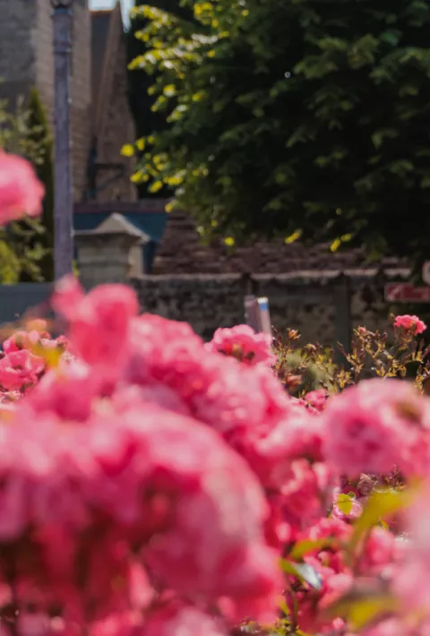 Backroads guest behind pink flower bush