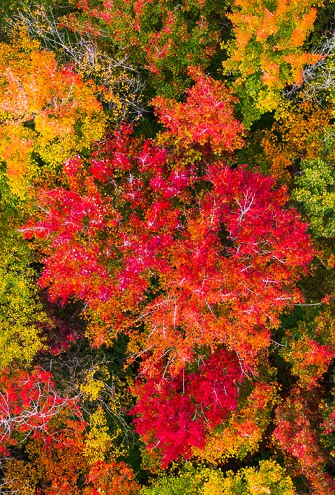 Trees with leaves with fall foliage colors