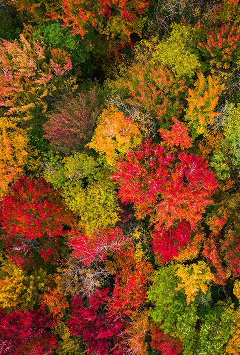 Fall foliage colors