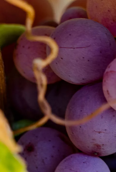 Grapes growing on the vine
