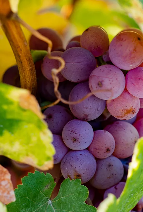 Grapes growing on the vine